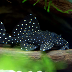 Peppermint L030 Pleco - alternate view 2