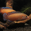 Turnaka Red Jewel Cichlid