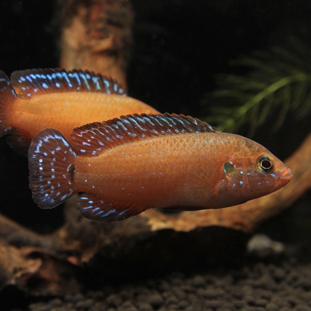 Turnaka Red Jewel Cichlid