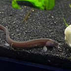 Kuhli Loach - alternate view 2