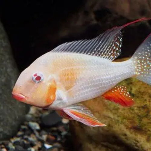 Albino Geophagus Heckeli Cichlid