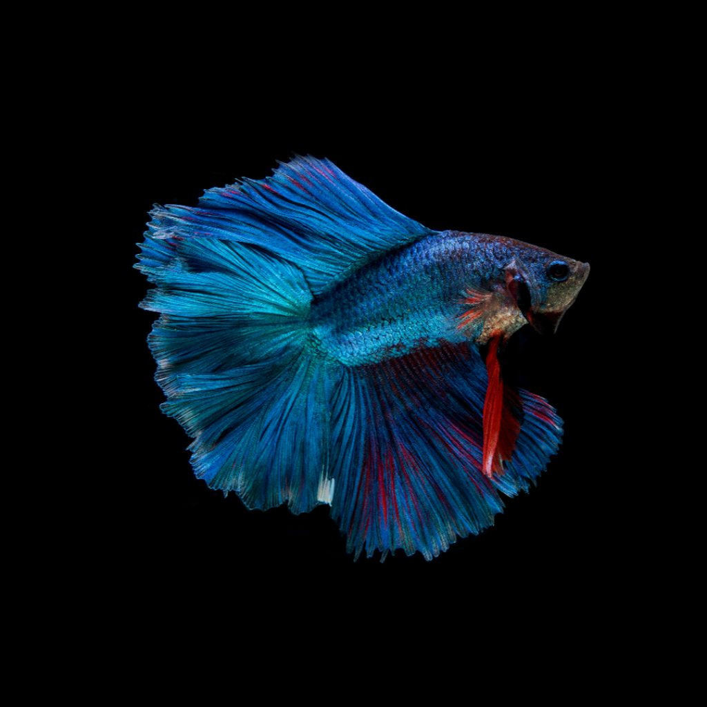 Betta - Double Tail - Assorted