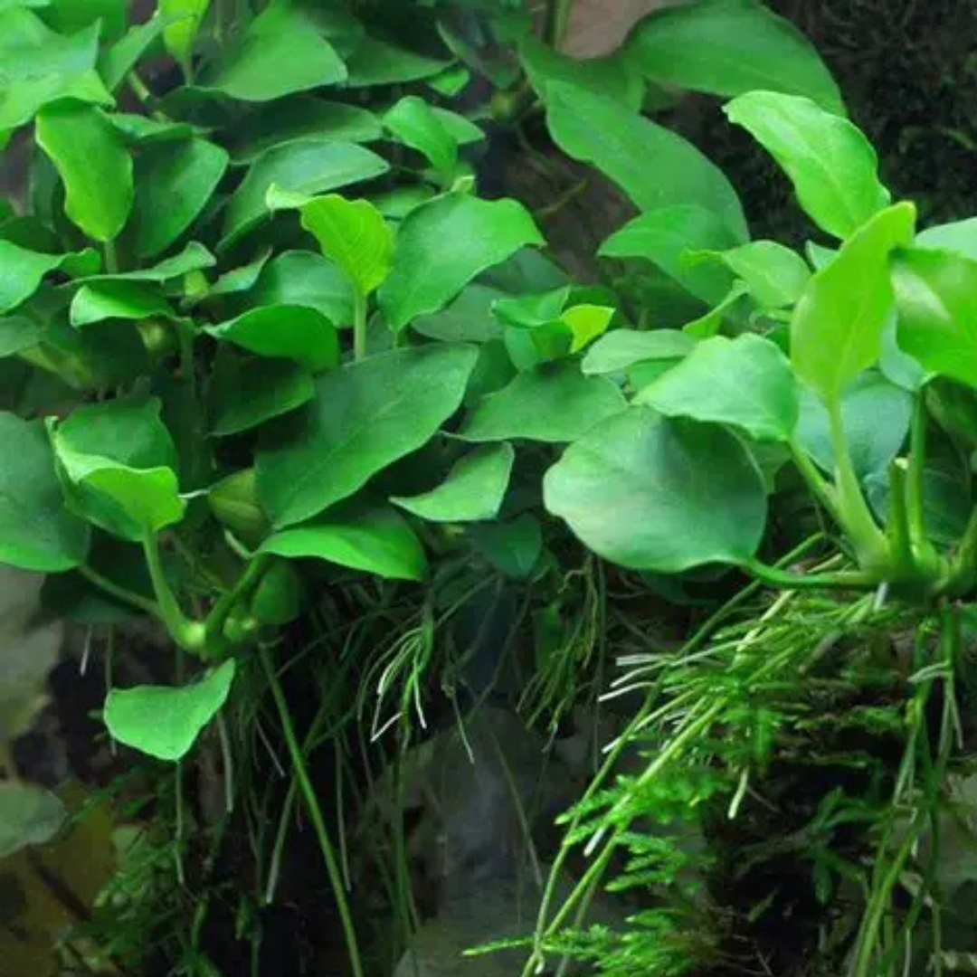 Anubias Barteri Nana gold aquarium plant
