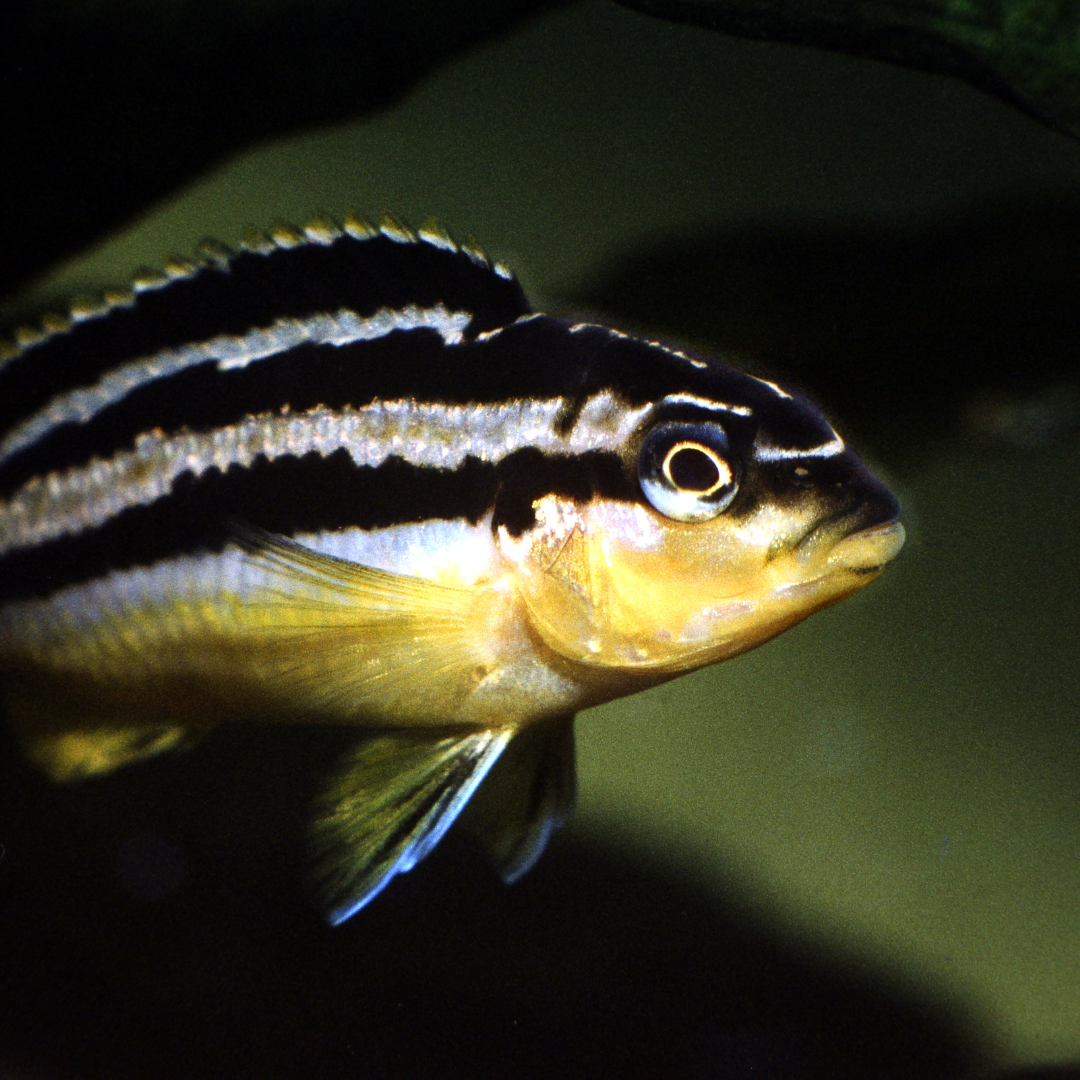 Auratus Cichlid