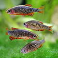 Rasbora - Micro Galaxy