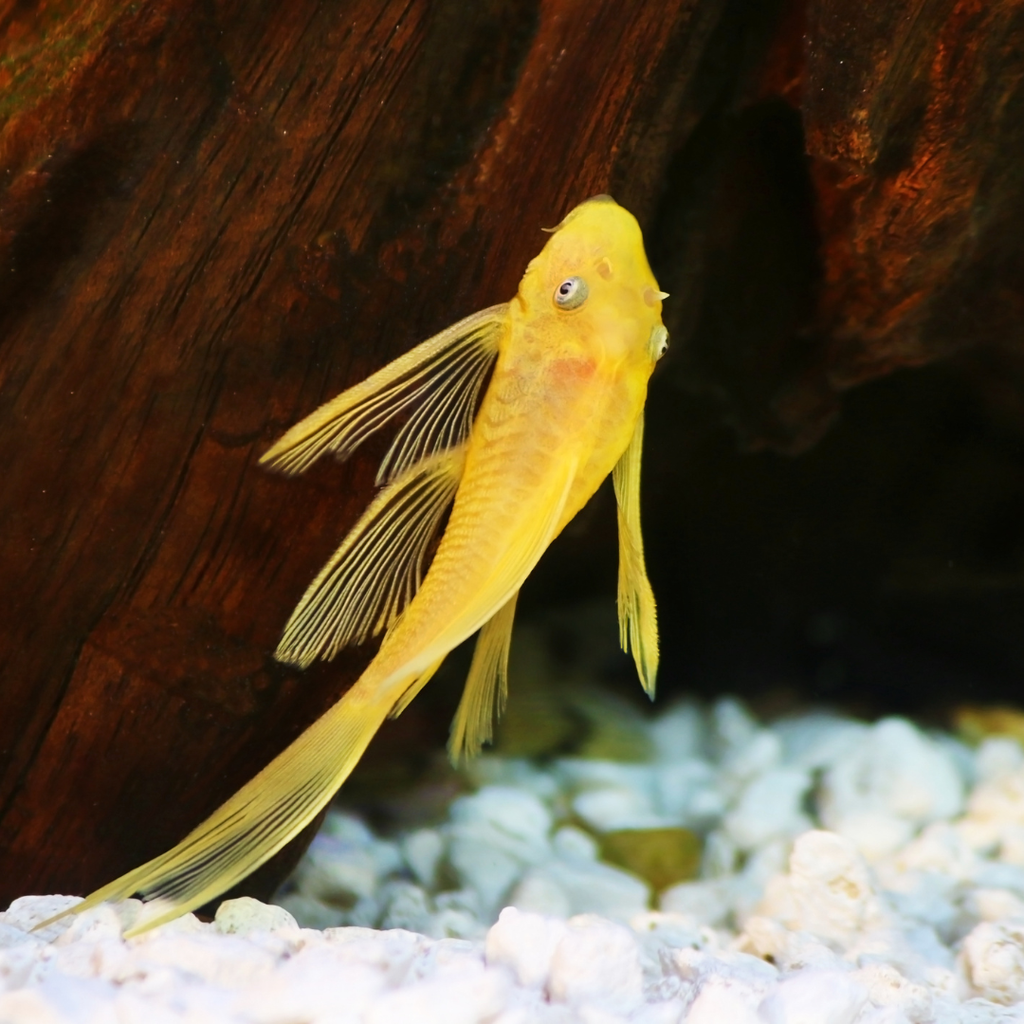 Ancistrus Long-Fin Pleco