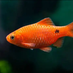 Rosy Barb