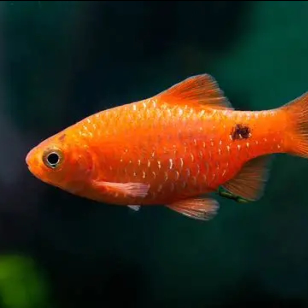 Rosy Barb