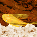 Common Pleco