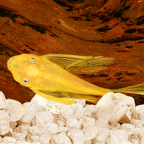 Common Pleco
