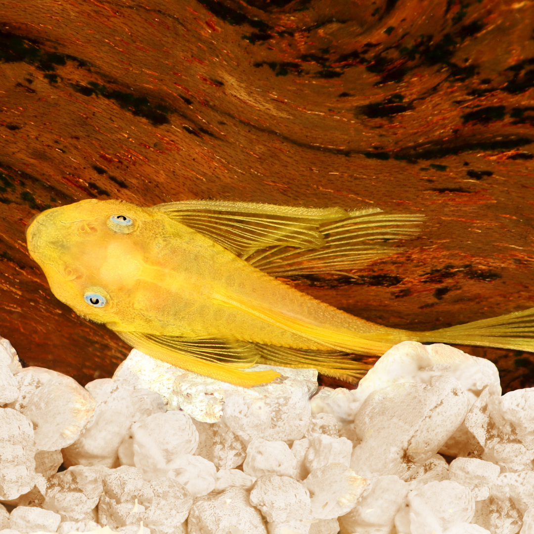 Common Pleco