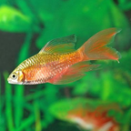 Rosy Barb