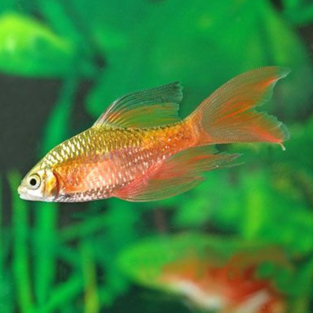 Rosy Barb