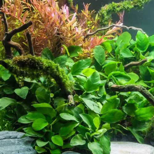 Anubias Barteri Nana gold