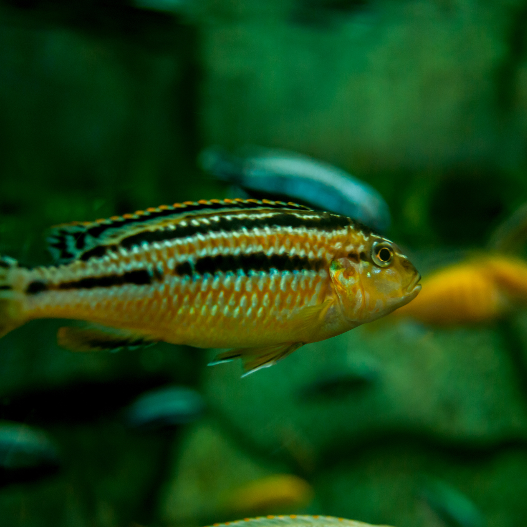 Auratus Cichlid - alternate view 2