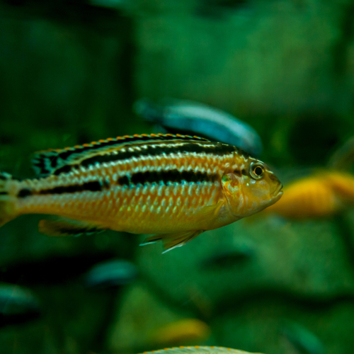 Auratus Cichlid - alternate view 2