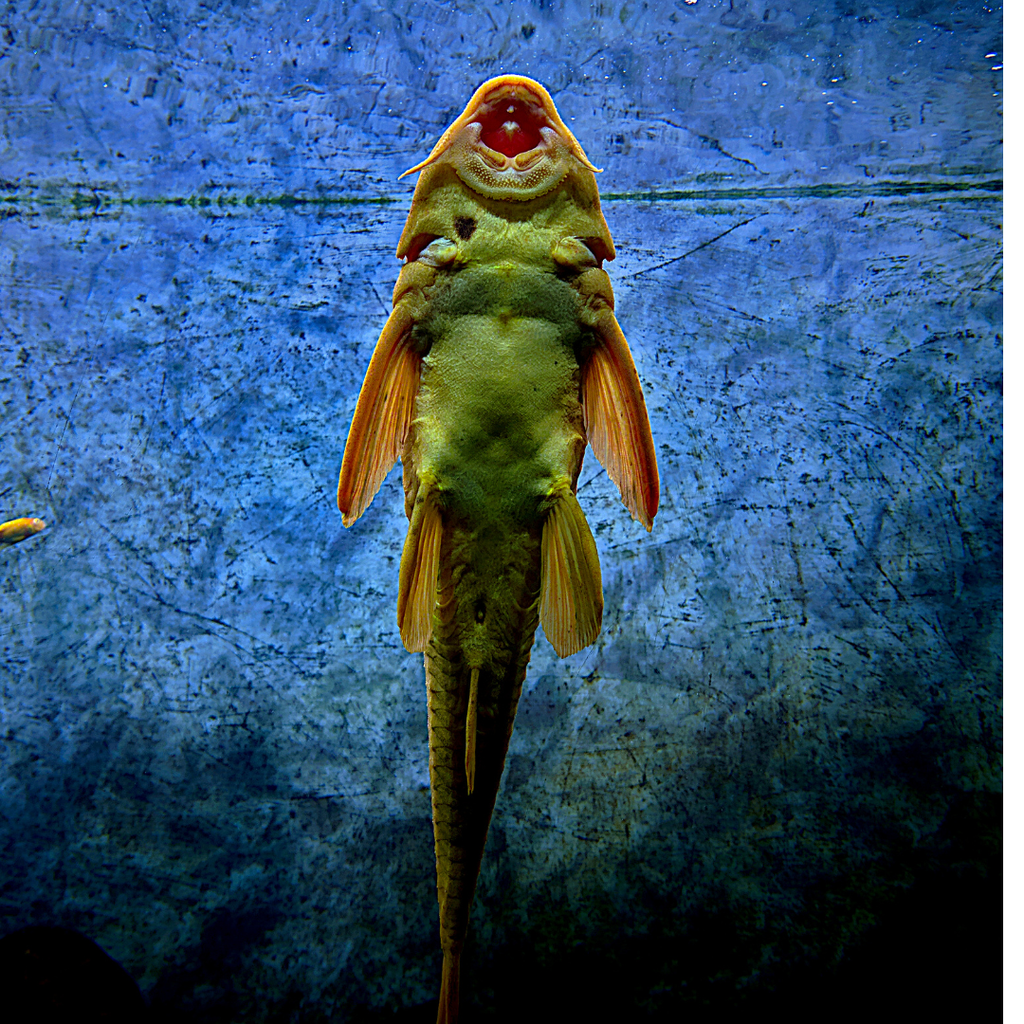 Common Pleco