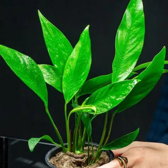 Anubias King Kong aquarium plant