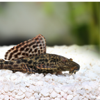 Common Pleco