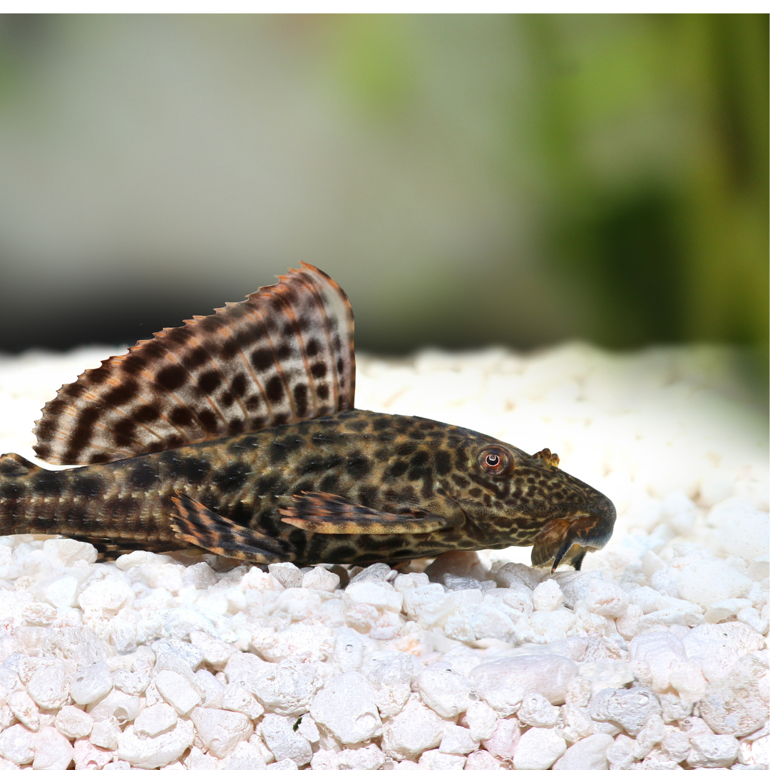 Common Pleco