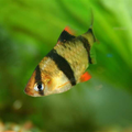 Tiger Barb