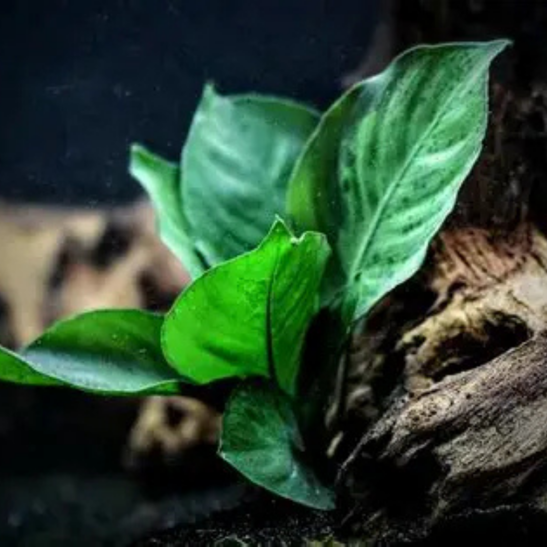 Anubias King Kong