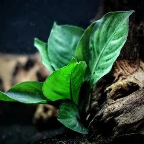 Anubias King Kong