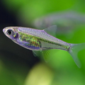 Rasbora Micro Kubotai