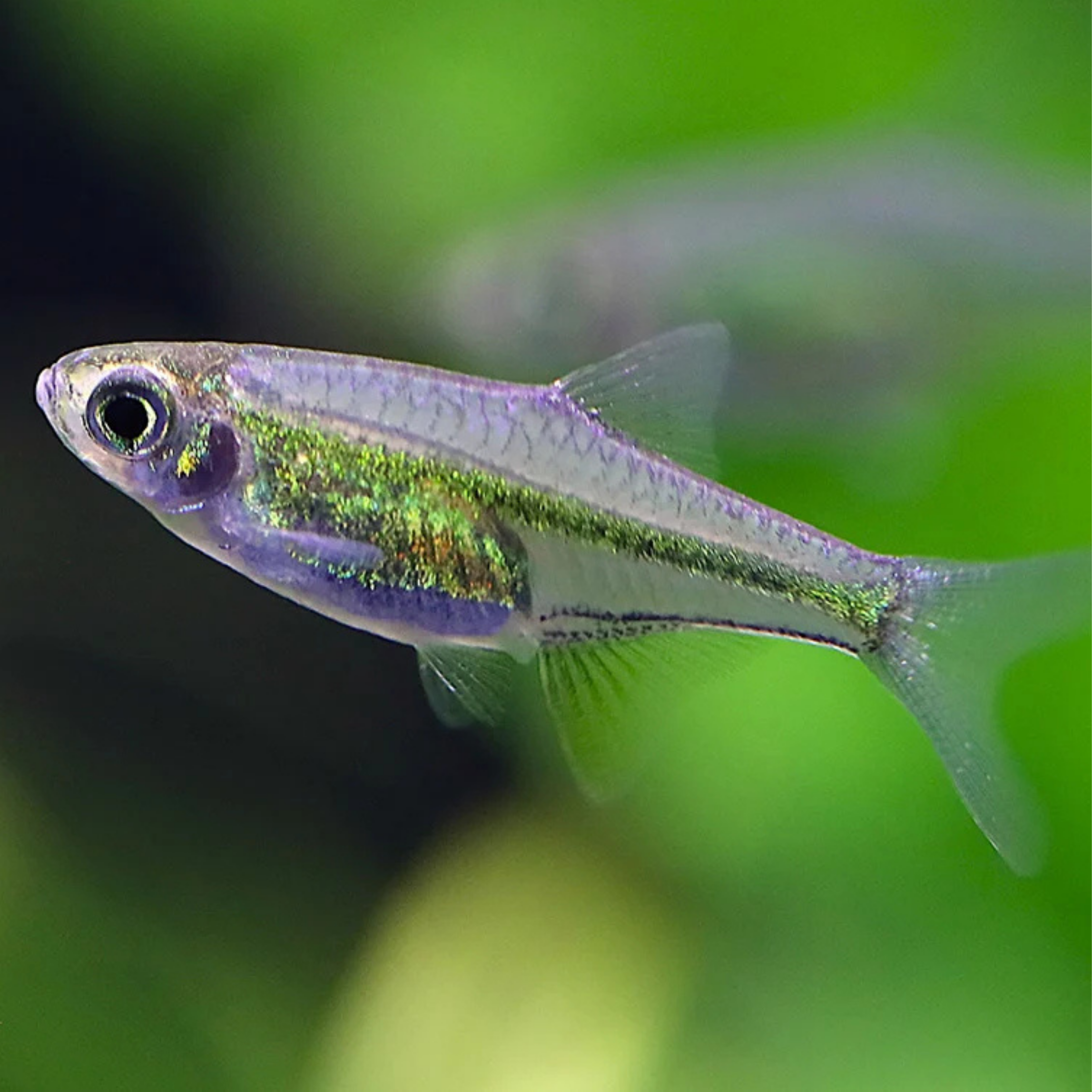 Rasbora Micro Kubotai