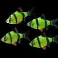 GMO Tiger Barb
