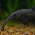 African Elphant Nose Fish