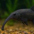 African Elphant Nose Fish