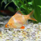 Tiger Barb