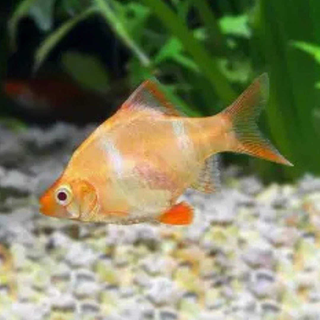 Tiger Barb