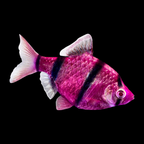 GMO Tiger Barb - alternate view 2
