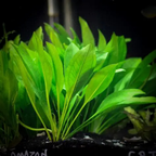 Amazon Sword (Echinodorus spp.)