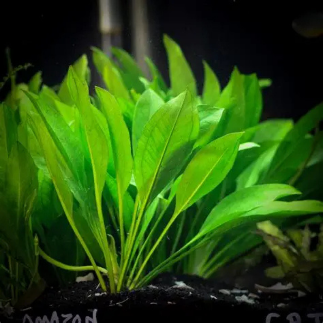 Amazon Sword (Echinodorus spp.)