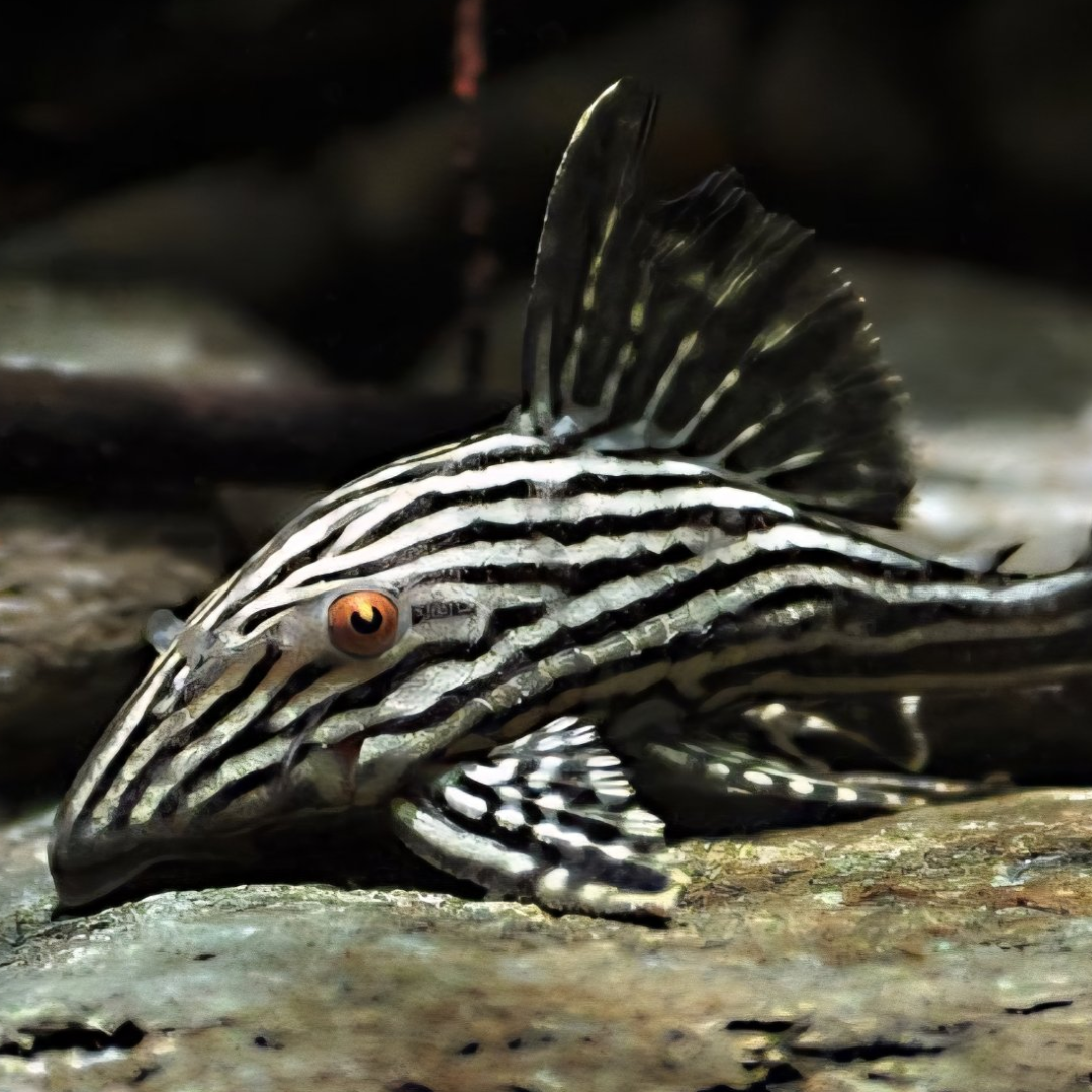 L190 Royal Pantique Pleco