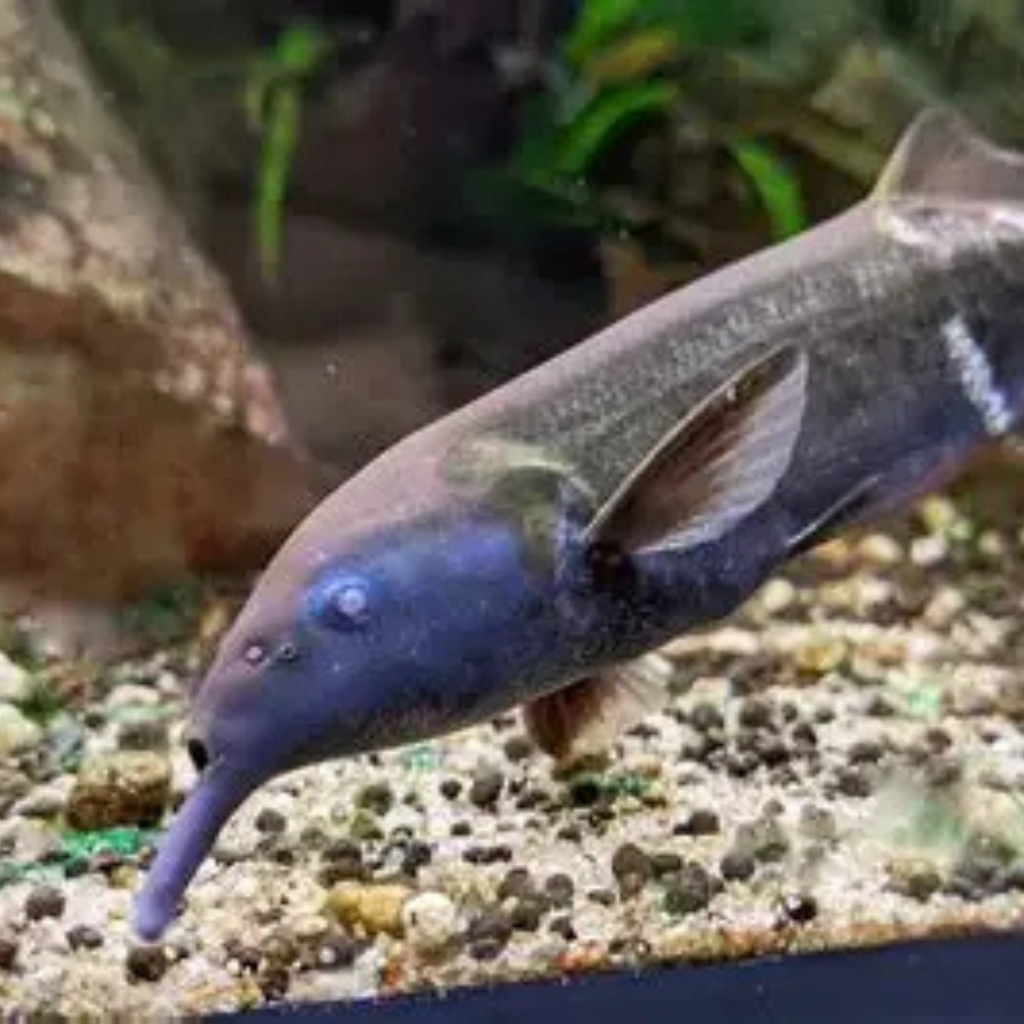 African Elphant Nose Fish