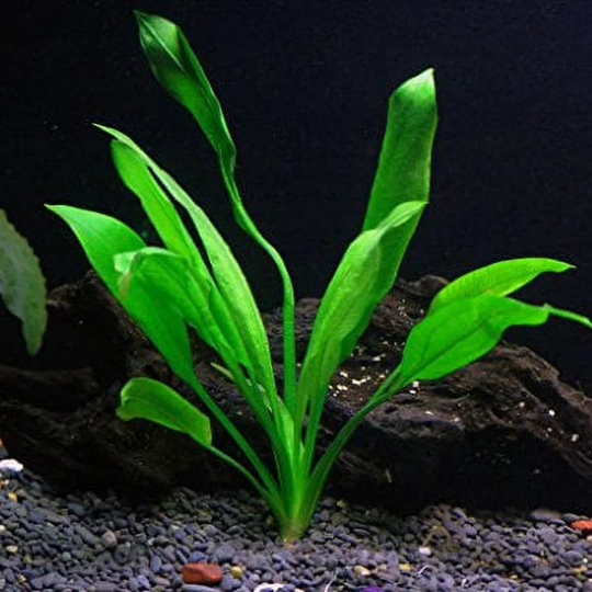 Amazon Sword (Echinodorus spp.) aquarium plant
