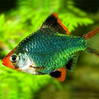 Tiger Barb