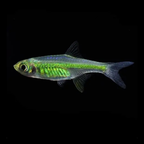 Rasbora Micro Kubotai