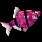 GMO Tiger Barb - alternate view 3