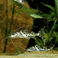 Pictus Catfish