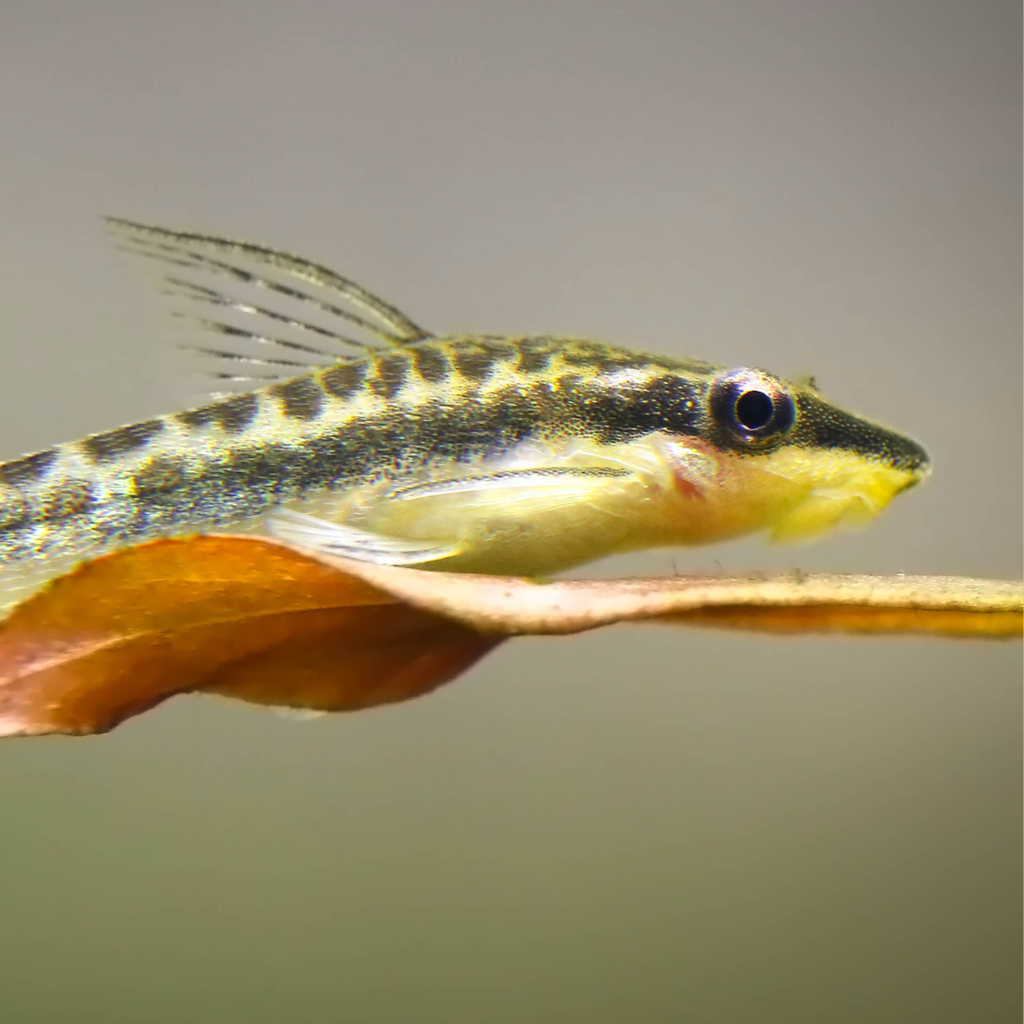 Otocinclus Catfish