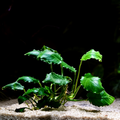 Anubias Kirin aquarium plant