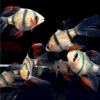 Tiger Barb