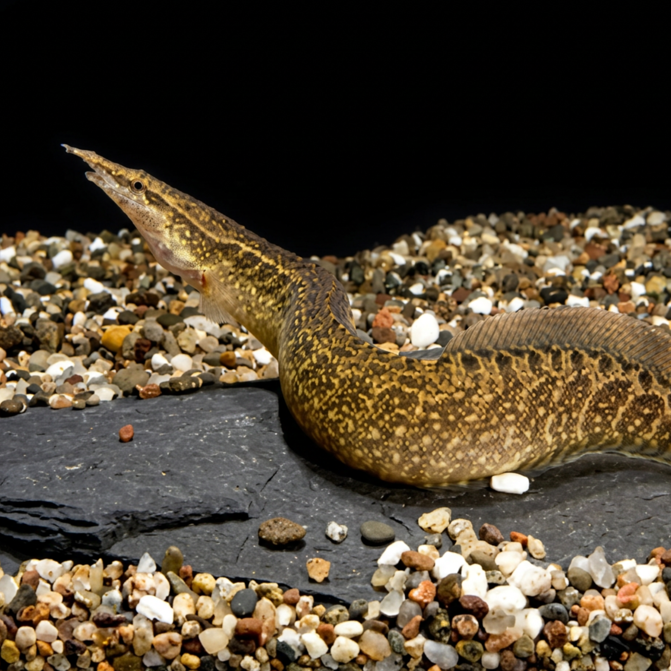 Spiny Eel - Banded