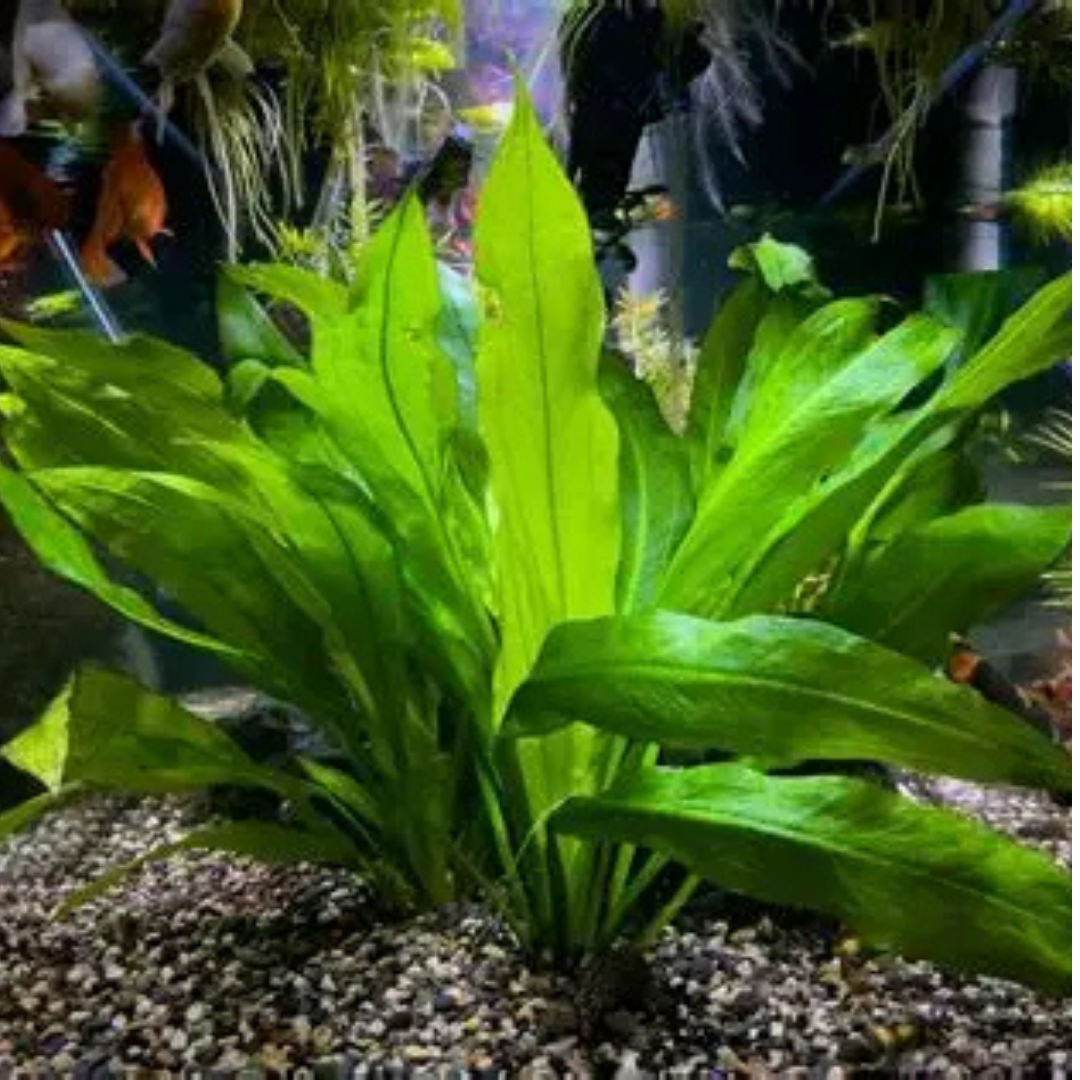 Amazon Sword (Echinodorus spp.)
