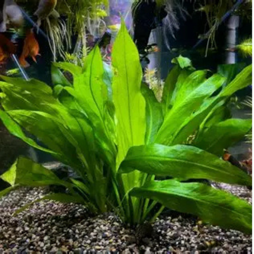 Amazon Sword (Echinodorus spp.)